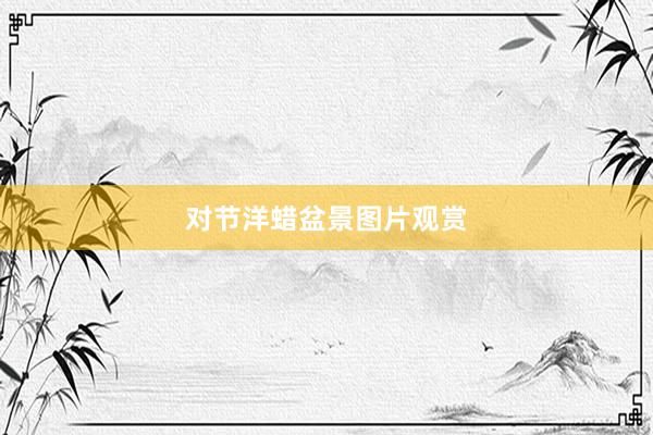 对节洋蜡盆景图片观赏